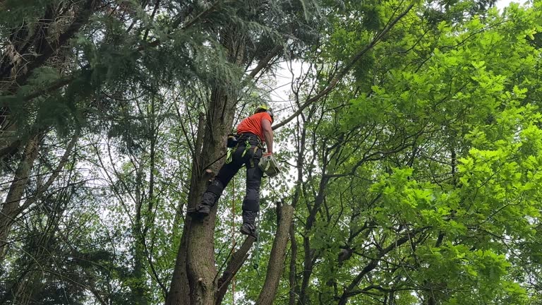 Best Tree and Shrub Care  in Loughman, FL