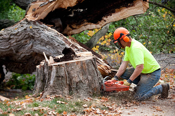 Best Commercial Tree Services  in Loughman, FL